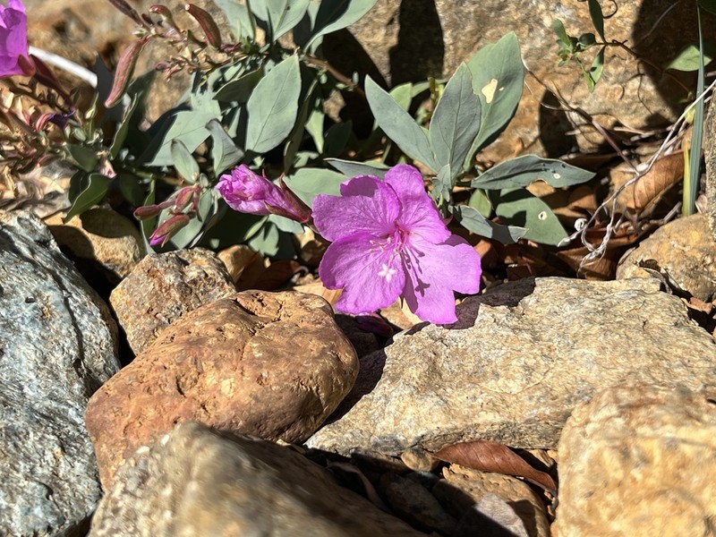 Stiff Willowherb photo 6