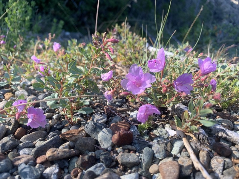 Stiff Willowherb photo 8