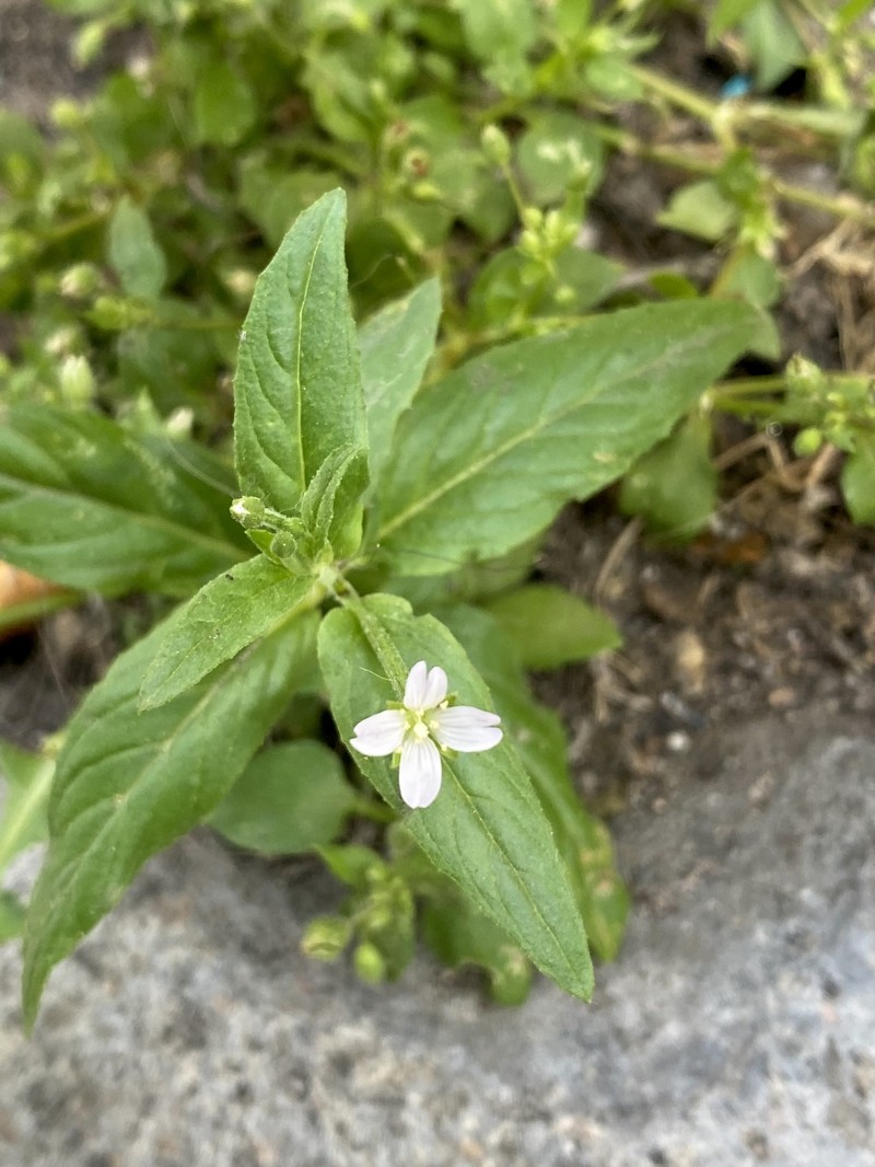 Epilobium roseum subsp. roseum