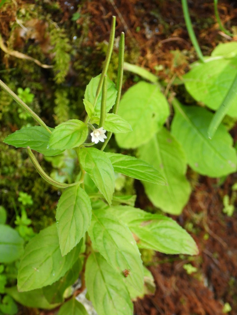 Epilobium roseum subsp. roseum photo 2