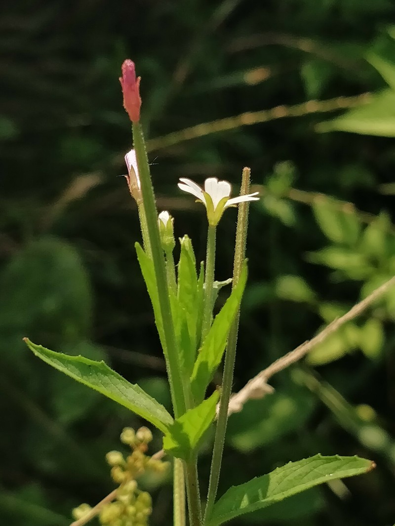 Epilobium roseum subsp. roseum photo 3