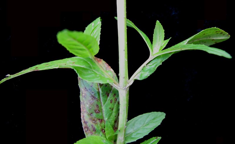 Rocky Mountain Willowherb