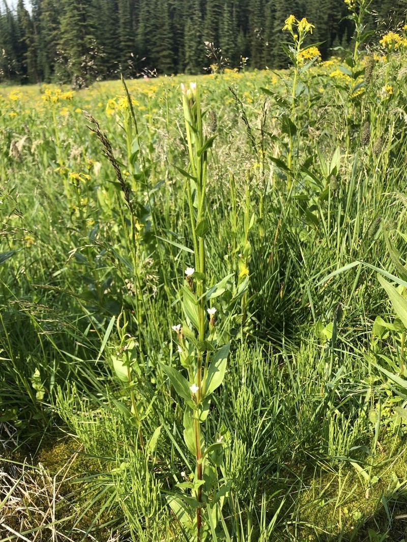 Rocky Mountain Willowherb