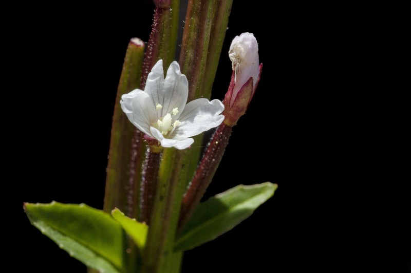 Rocky Mountain Willowherb photo 2