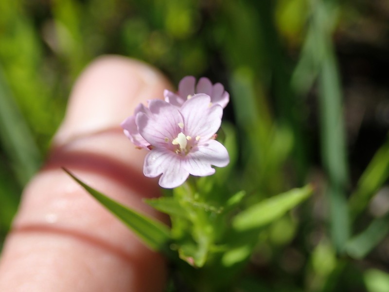 Rocky Mountain Willowherb photo 3