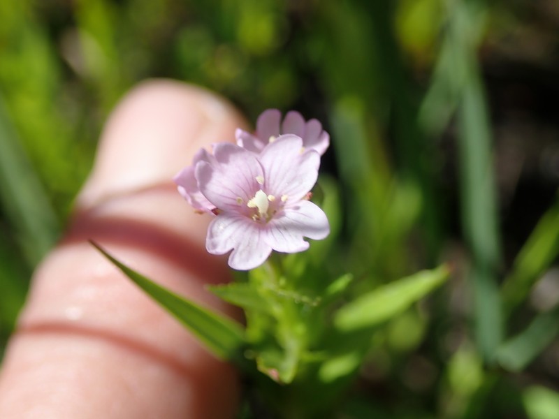 Rocky Mountain Willowherb photo 4
