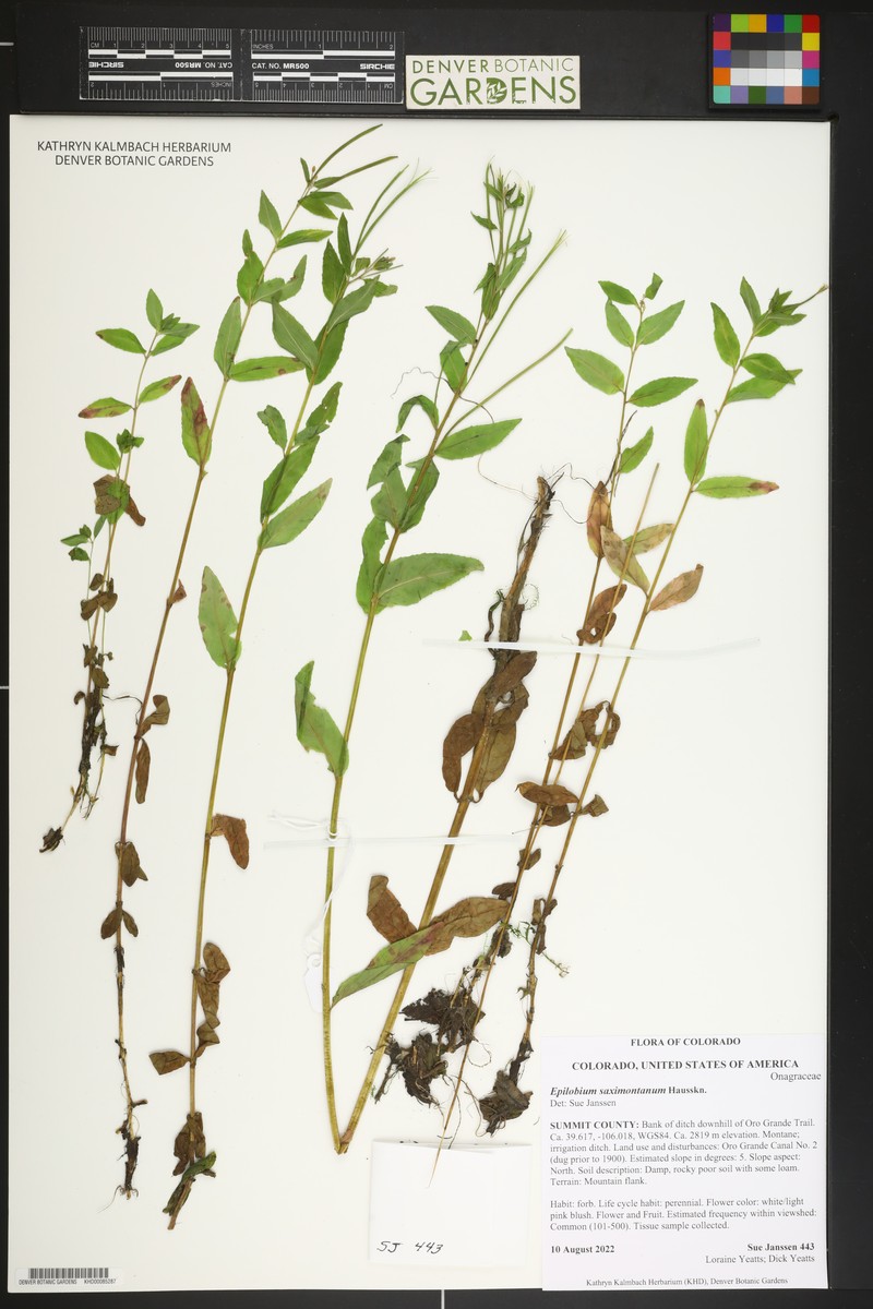 Rocky Mountain Willowherb photo 5