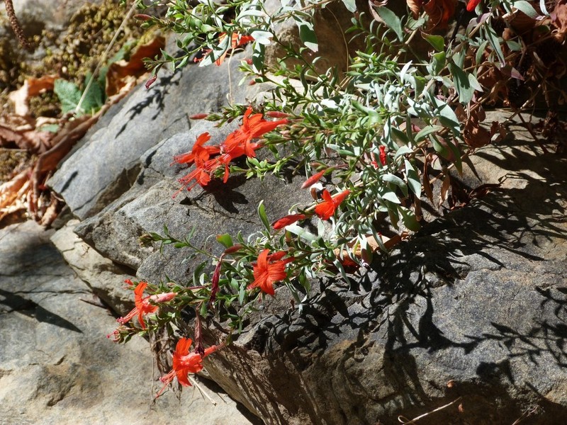 Northern Willowherb
