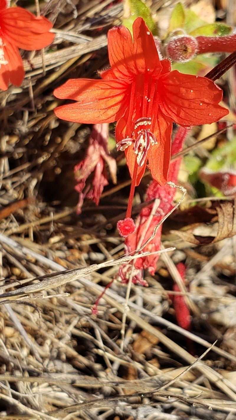 Northern Willowherb photo 2