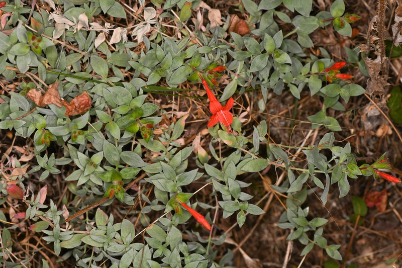 Northern Willowherb photo 3