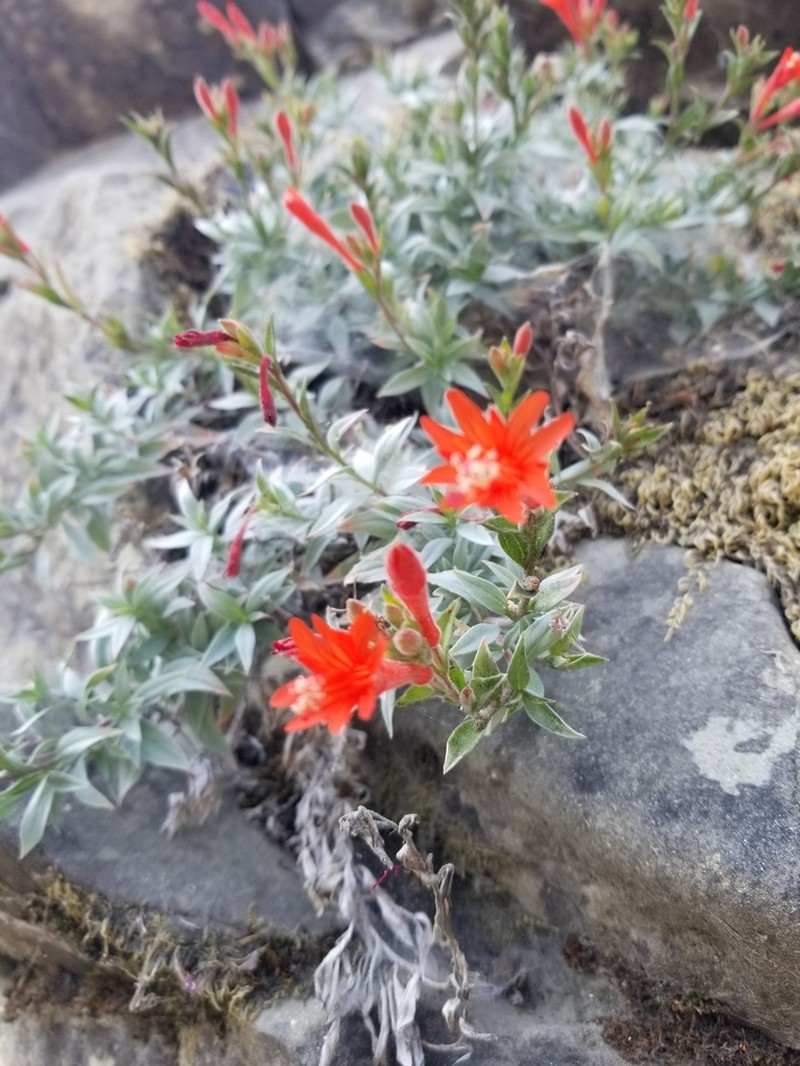 Northern Willowherb photo 5