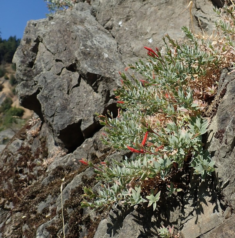 Northern Willowherb photo 6