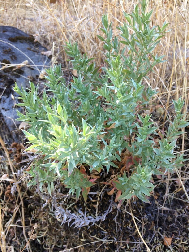 Northern Willowherb photo 8