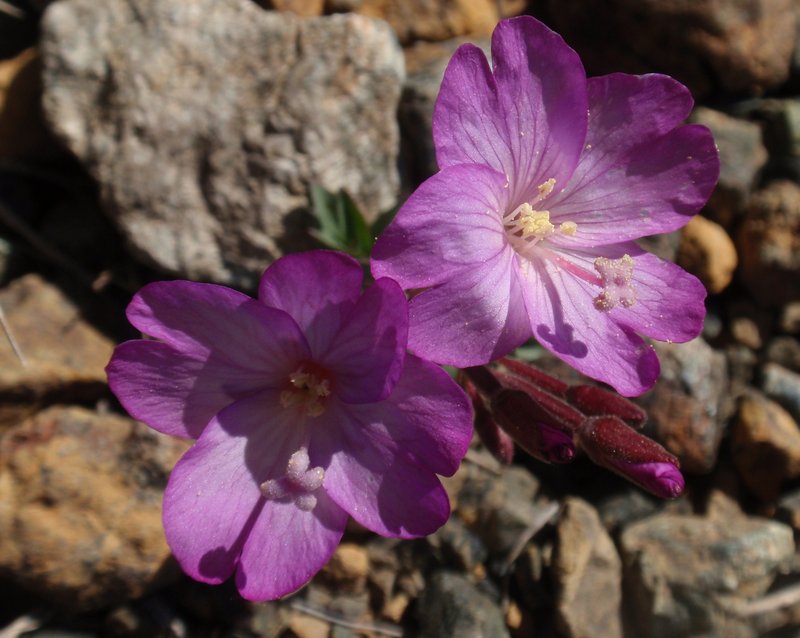 Siskiyou Willowherb