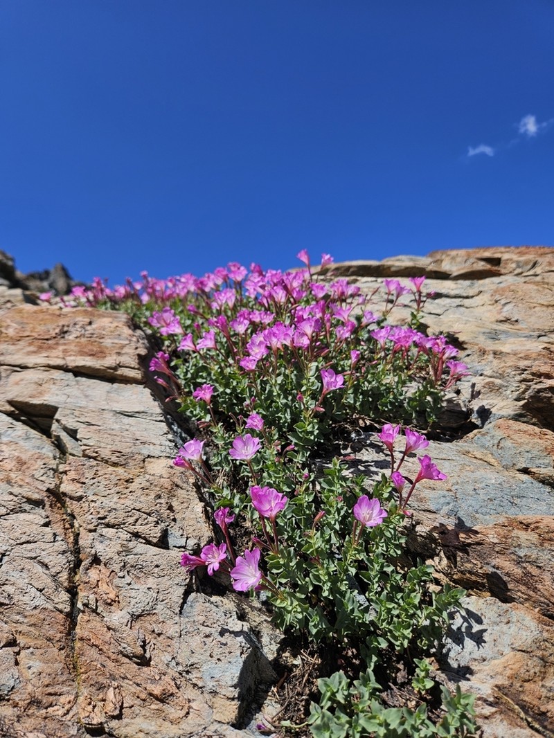 Siskiyou Willowherb