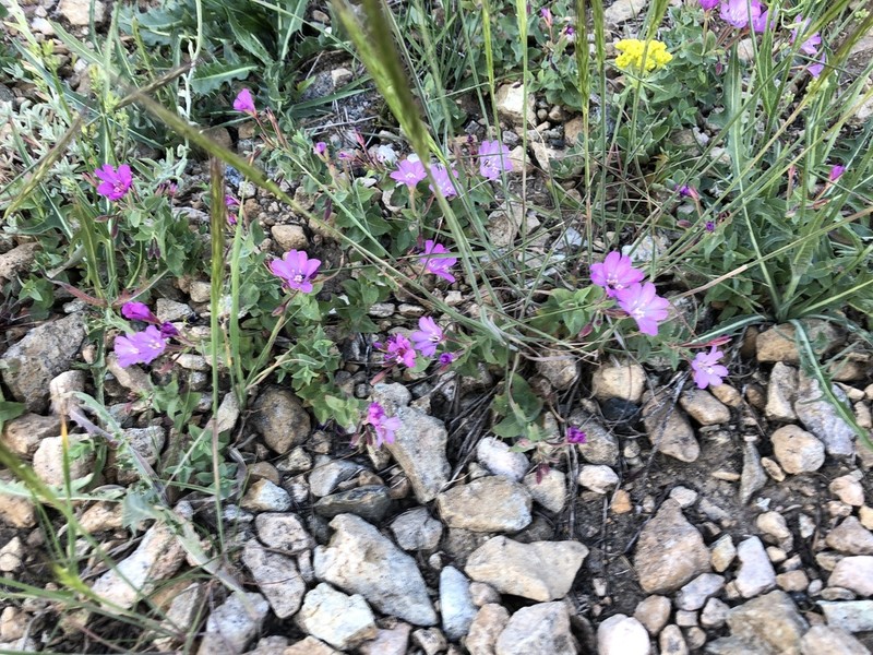 Siskiyou Willowherb photo 2