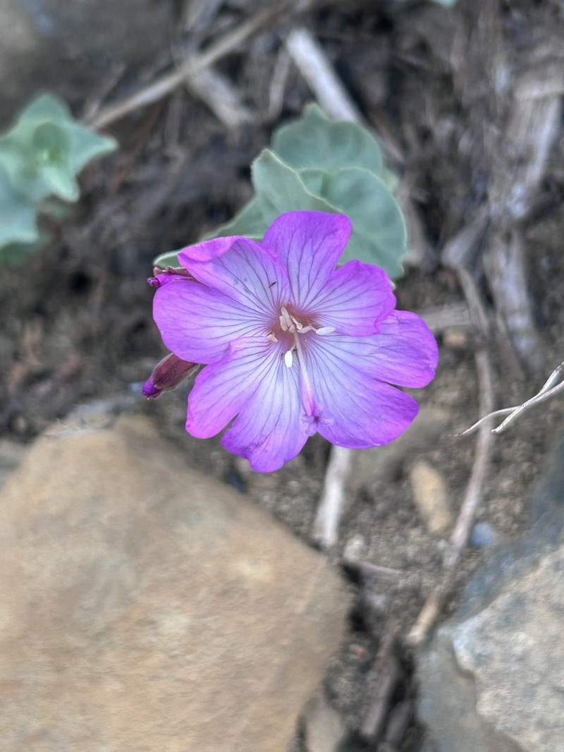 Siskiyou Willowherb photo 3