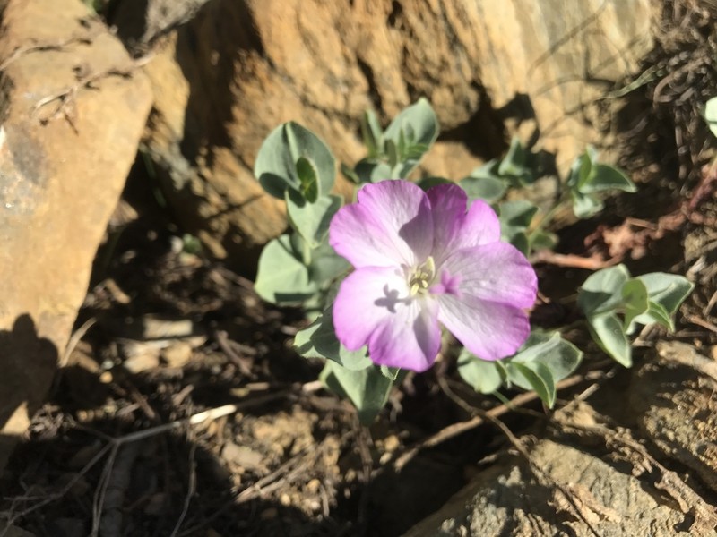 Siskiyou Willowherb photo 4