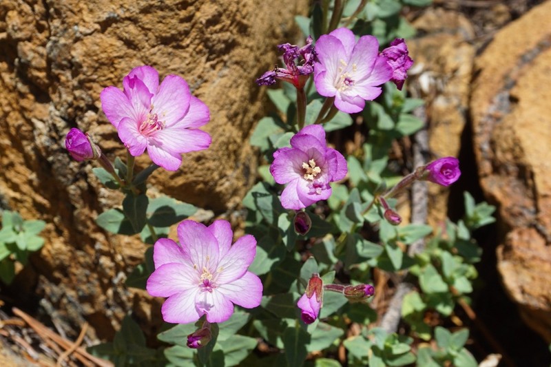 Siskiyou Willowherb photo 5