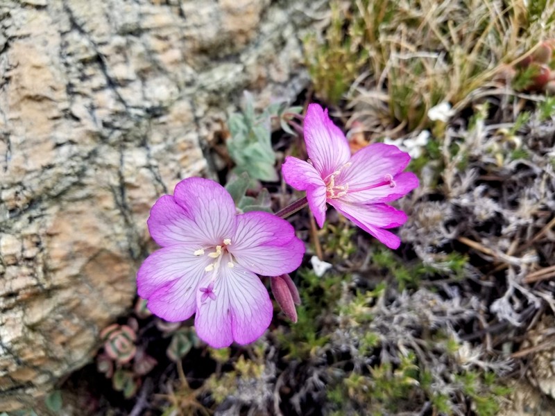 Siskiyou Willowherb photo 6