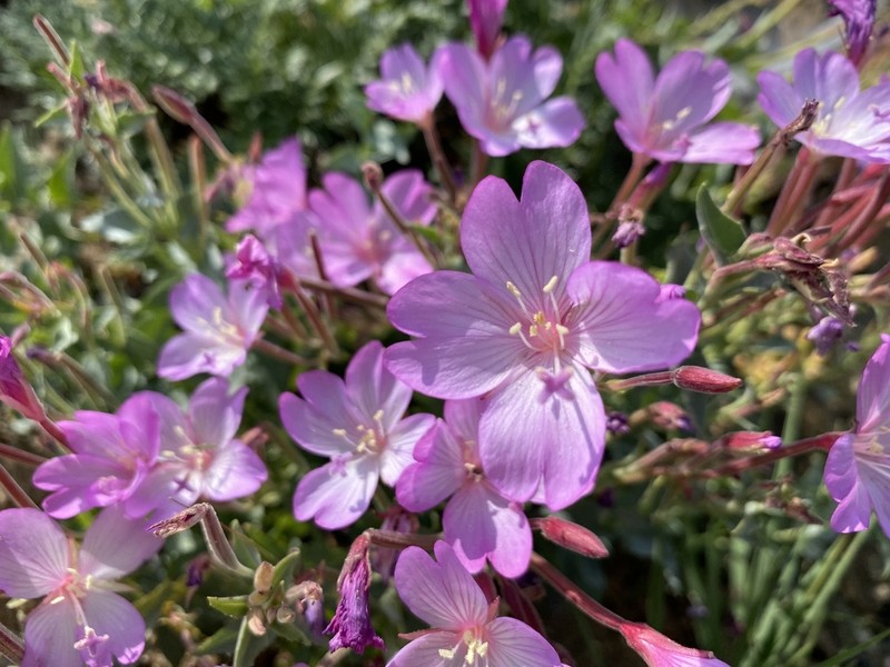 Siskiyou Willowherb photo 7