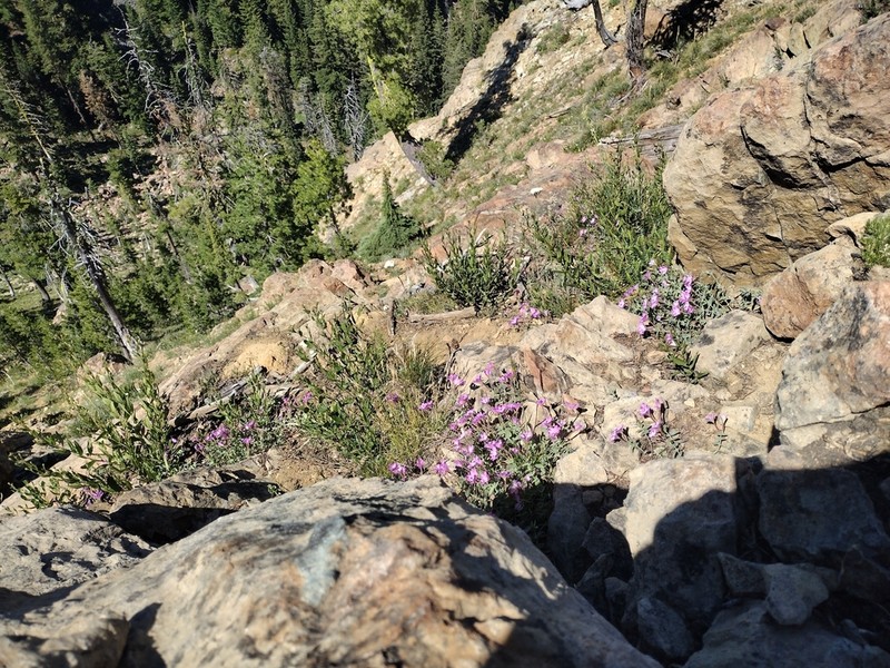 Siskiyou Willowherb photo 8