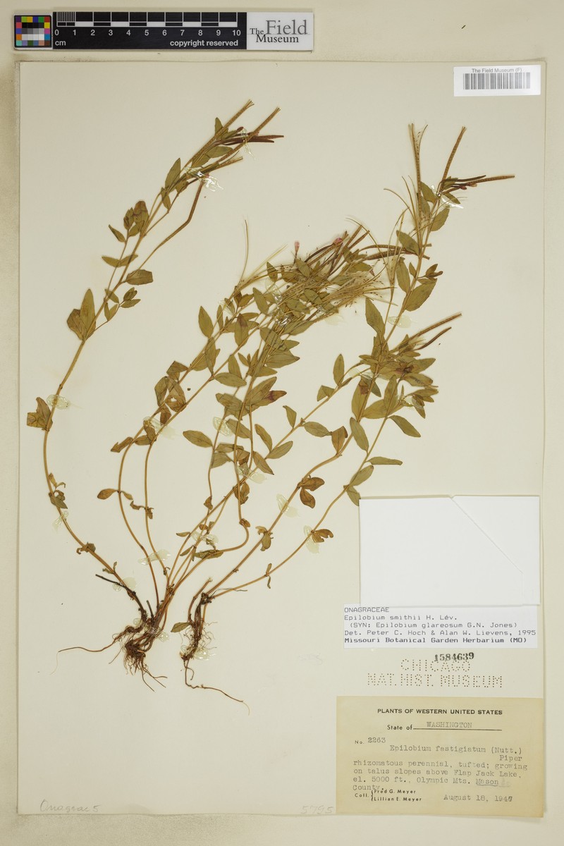 Epilobium smithii