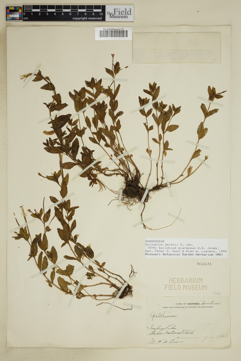 Epilobium smithii photo 2