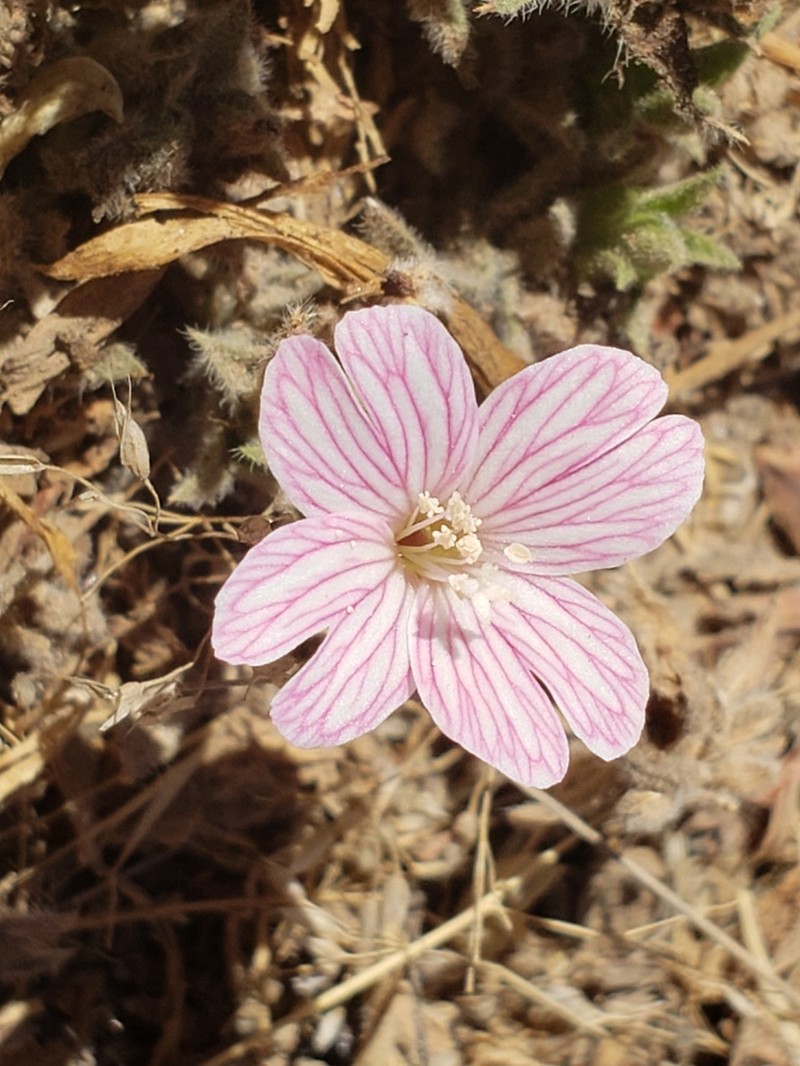 Epilobium subdentatum