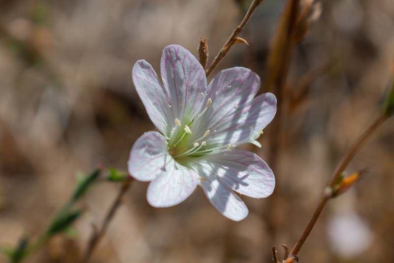 Epilobium subdentatum photo 2