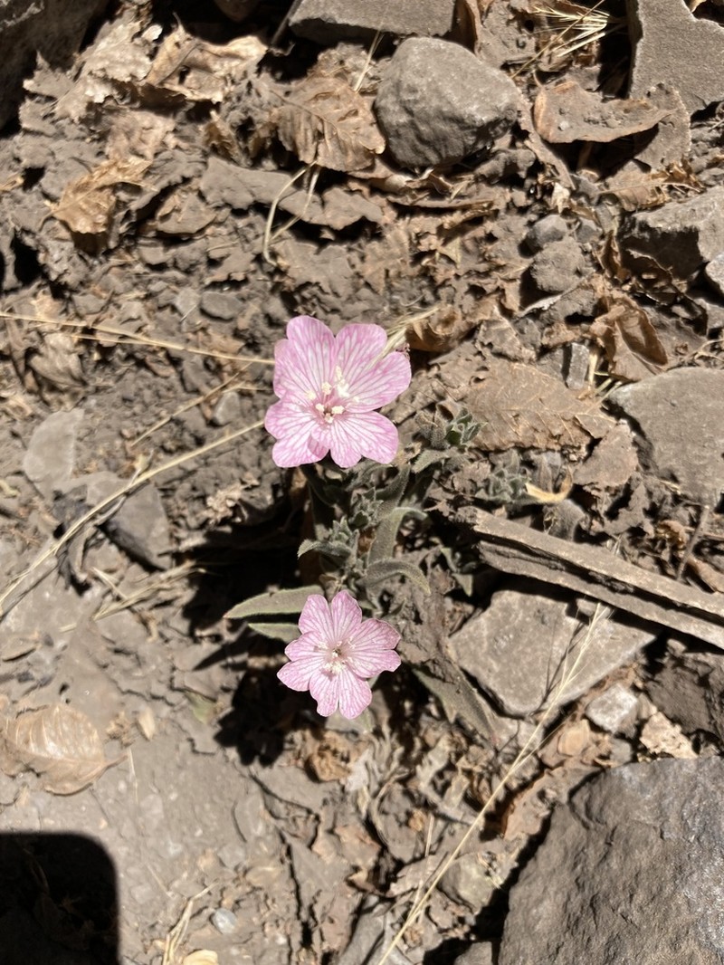 Epilobium subdentatum photo 3