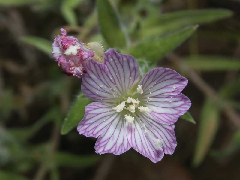 Epilobium subdentatum photo 4
