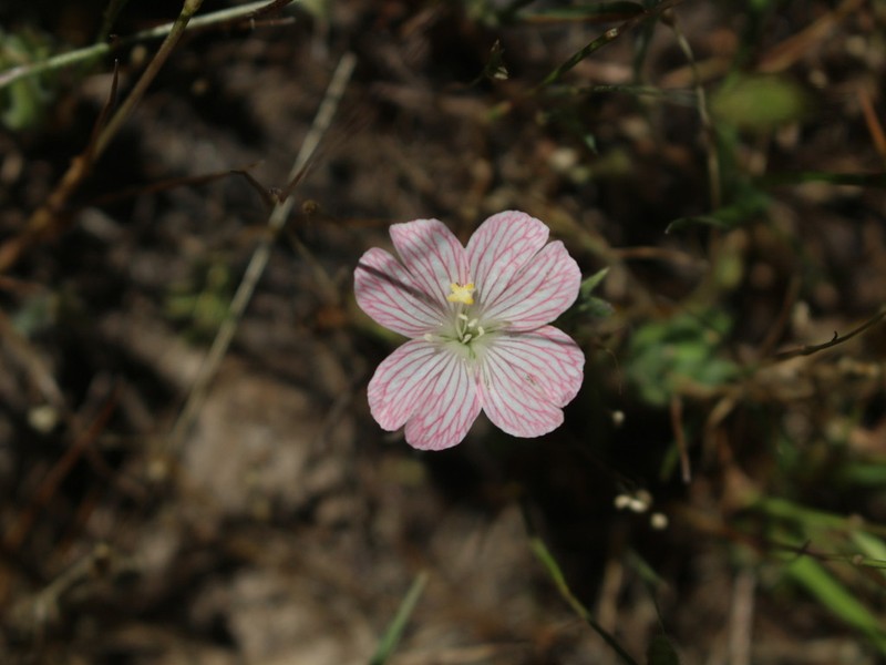 Epilobium subdentatum photo 5