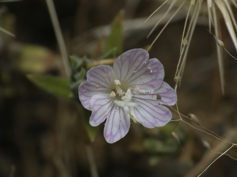 Epilobium subdentatum photo 6