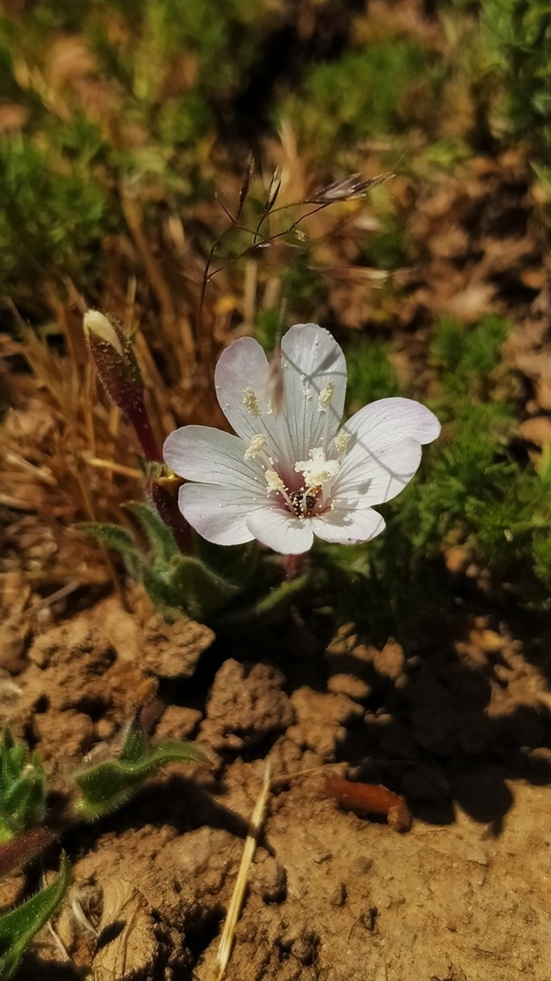 Epilobium subdentatum photo 7
