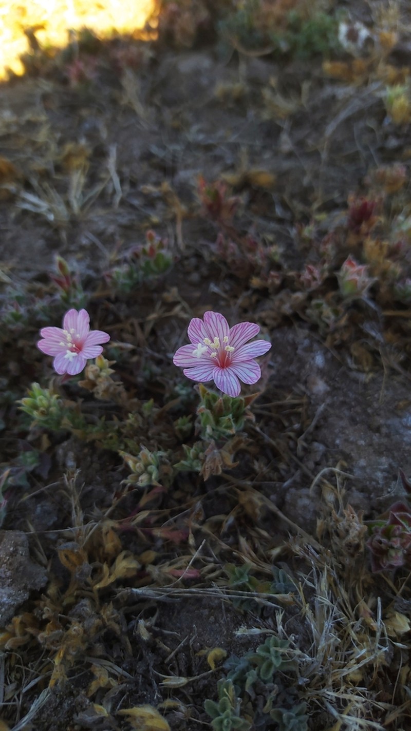 Epilobium subdentatum photo 8