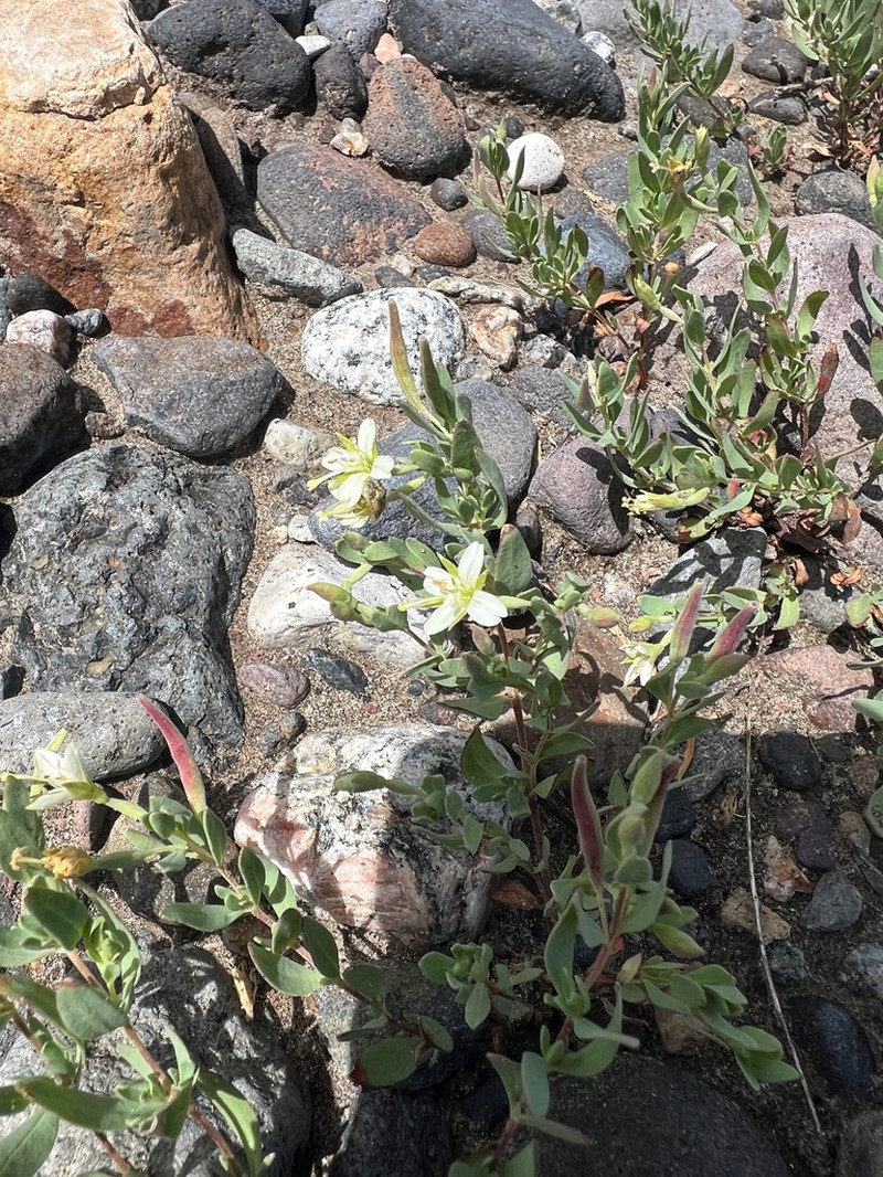 Shrubby Willowherb