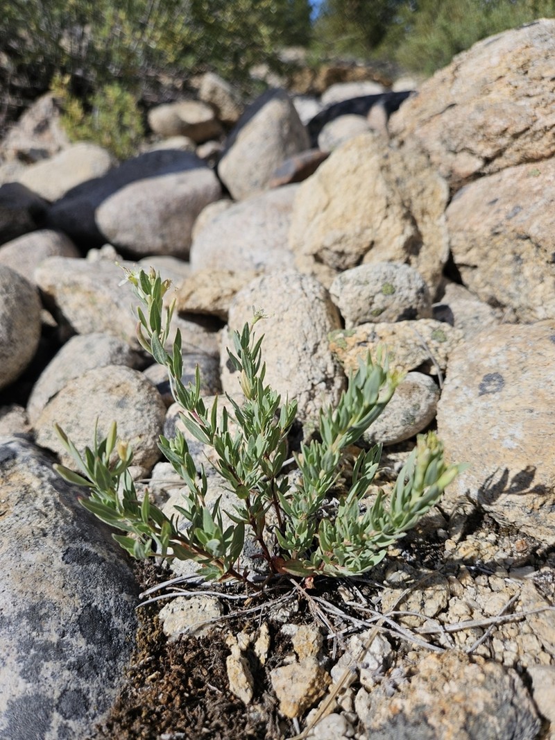 Shrubby Willowherb photo 2
