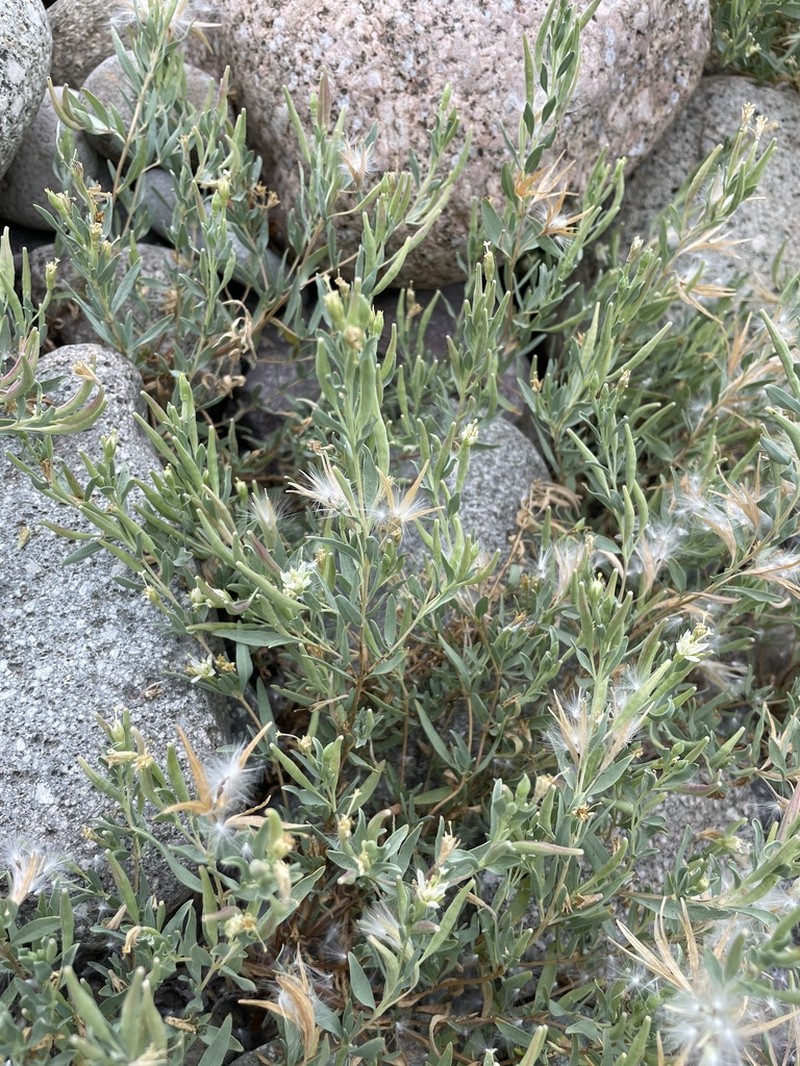 Shrubby Willowherb photo 3