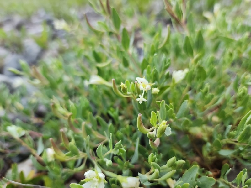Shrubby Willowherb photo 4