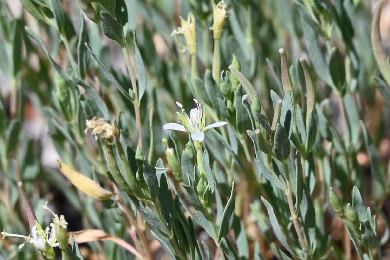 Shrubby Willowherb photo 5