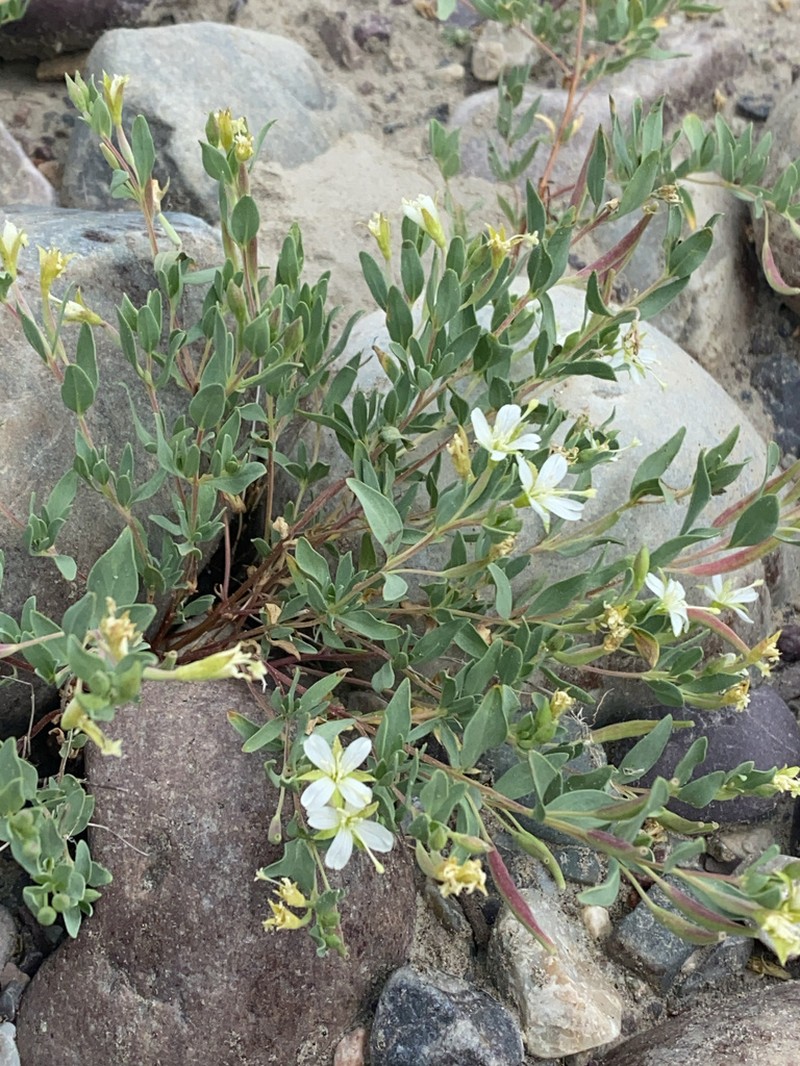 Shrubby Willowherb photo 6