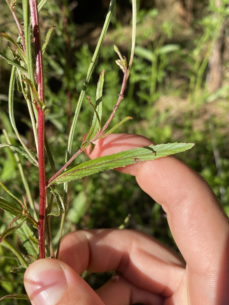 Epilobium tetragonum subsp. tetragonum photo 2