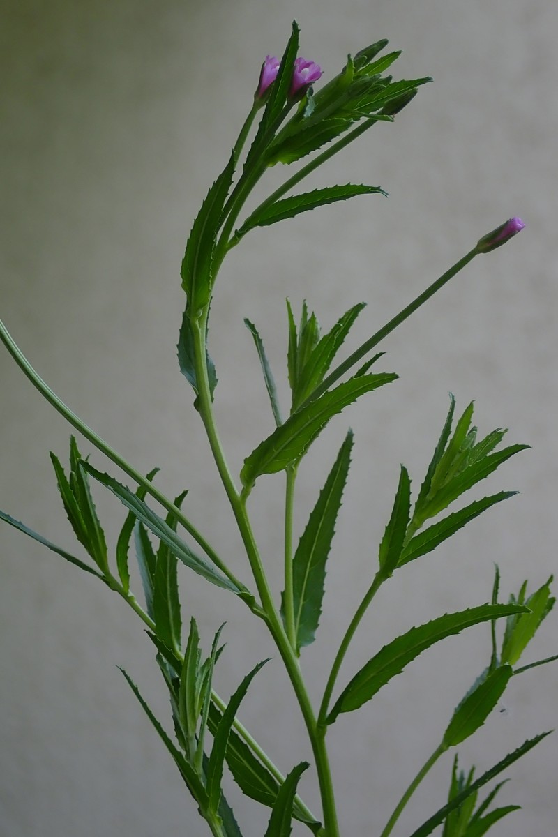 Epilobium tetragonum subsp. tetragonum photo 3