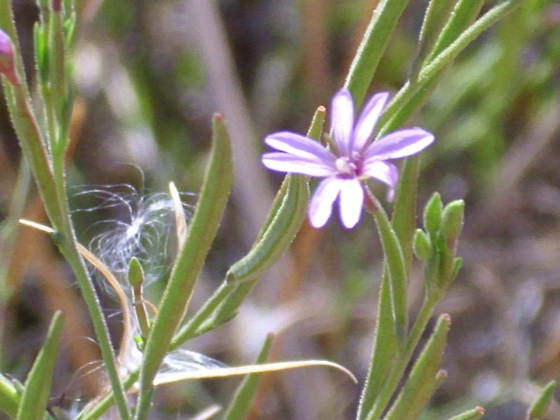 Epilobium tetragonum subsp. tetragonum