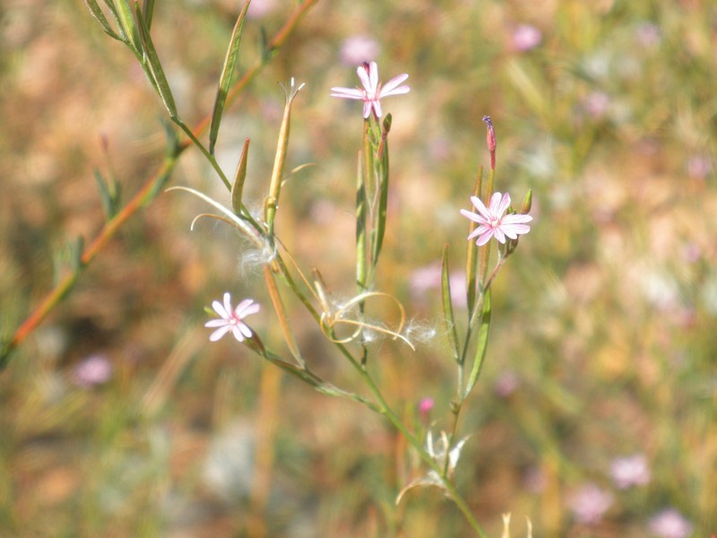 Epilobium tetragonum subsp. tetragonum photo 4
