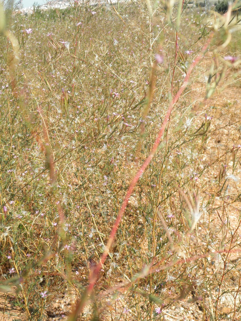 Epilobium tetragonum subsp. tetragonum photo 5