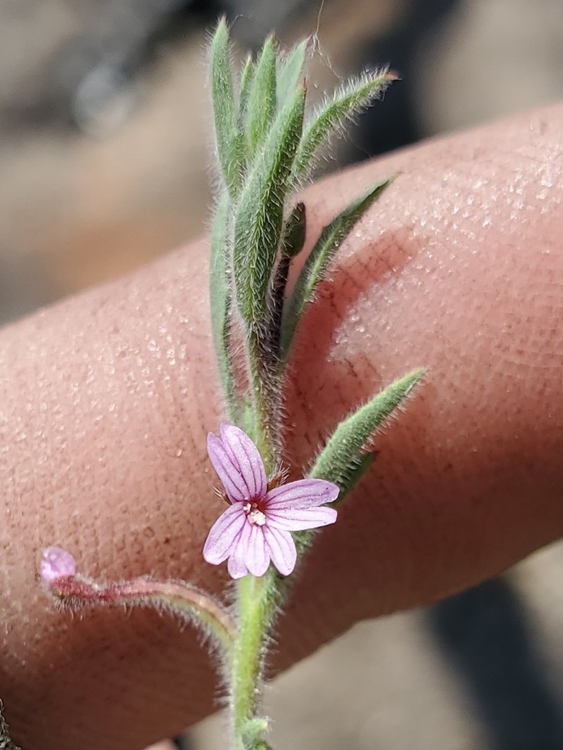 Torrey's Willowherb