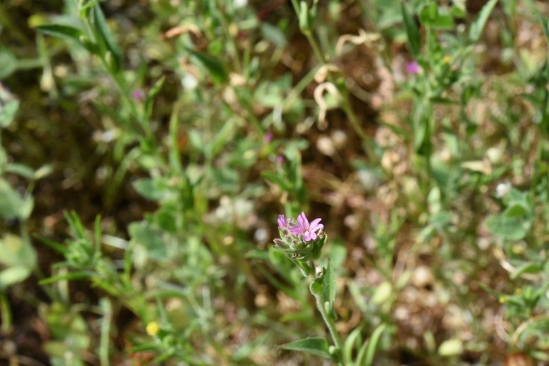 Torrey's Willowherb photo 2