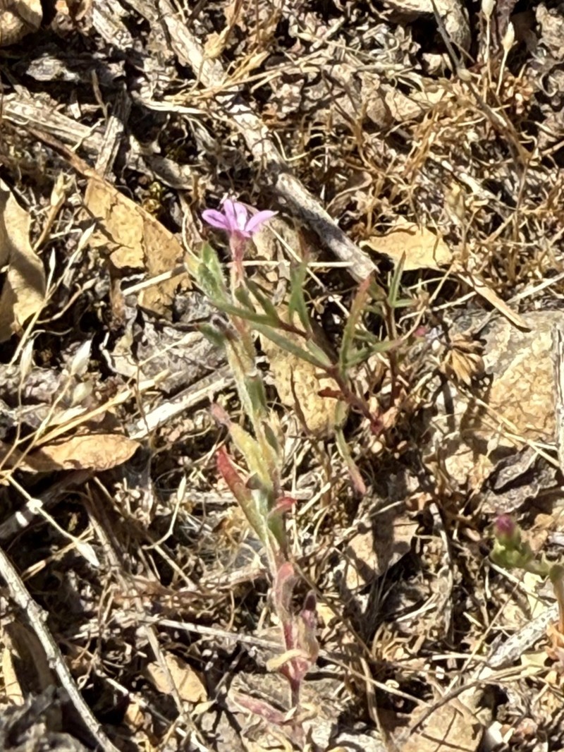 Torrey's Willowherb photo 3